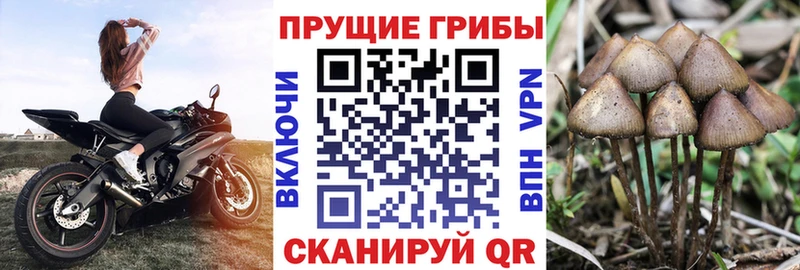 Псилоцибиновые грибы GOLDEN TEACHER  что такое   Теберда 